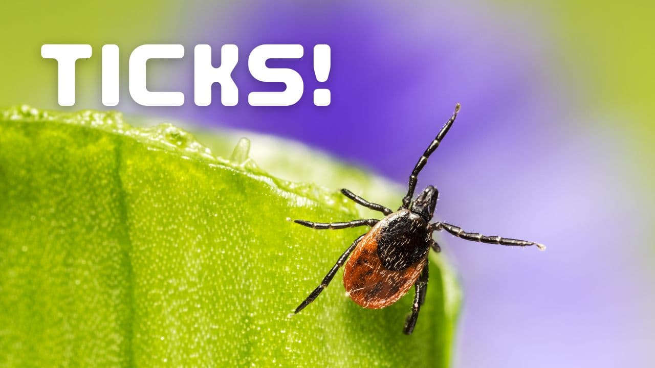 Ticks - Not my favorite