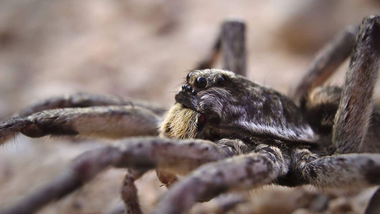 Why are we afraid of spiders?