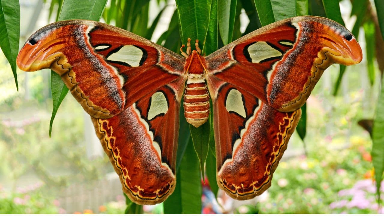 Atlas Moths