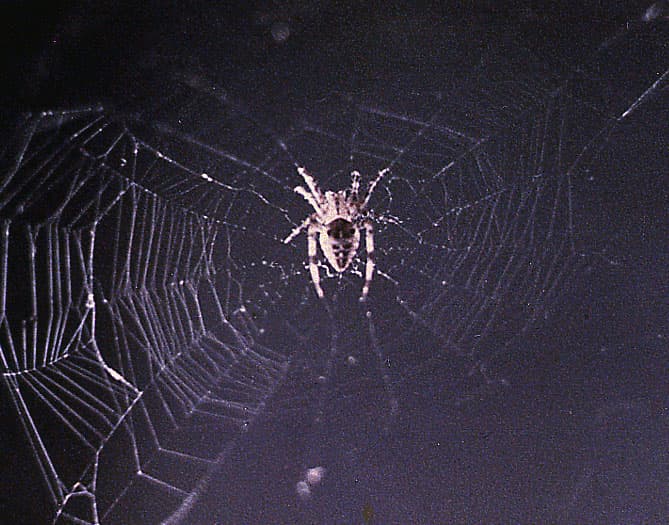 Arabella, a common cross spider, situated in the middle of an orb spider web.