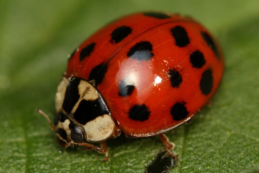 Multicolored Asian lady beetle (Harmonia axyridis)