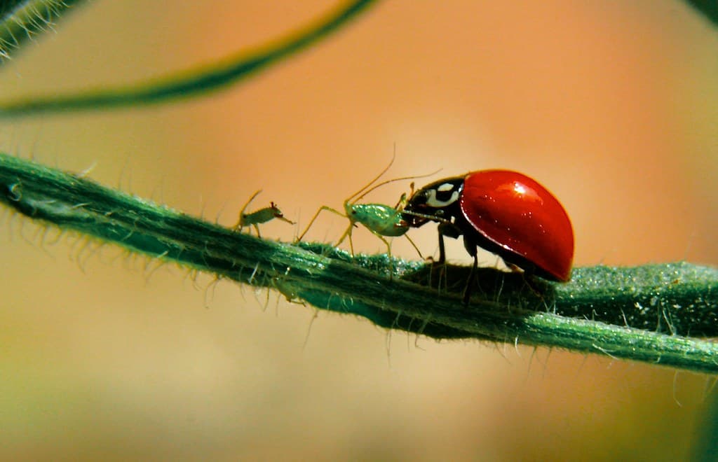 Ladybug feeding on an aphid