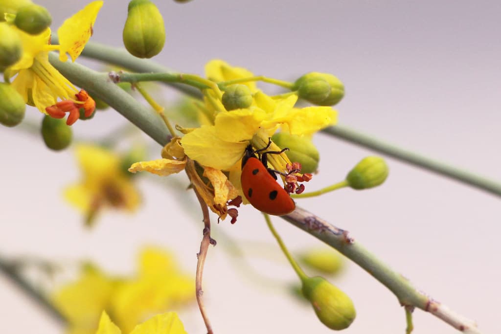 What ladybugs really are