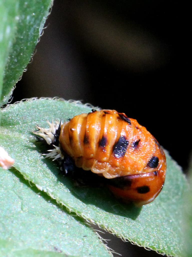 Ladybug pupa