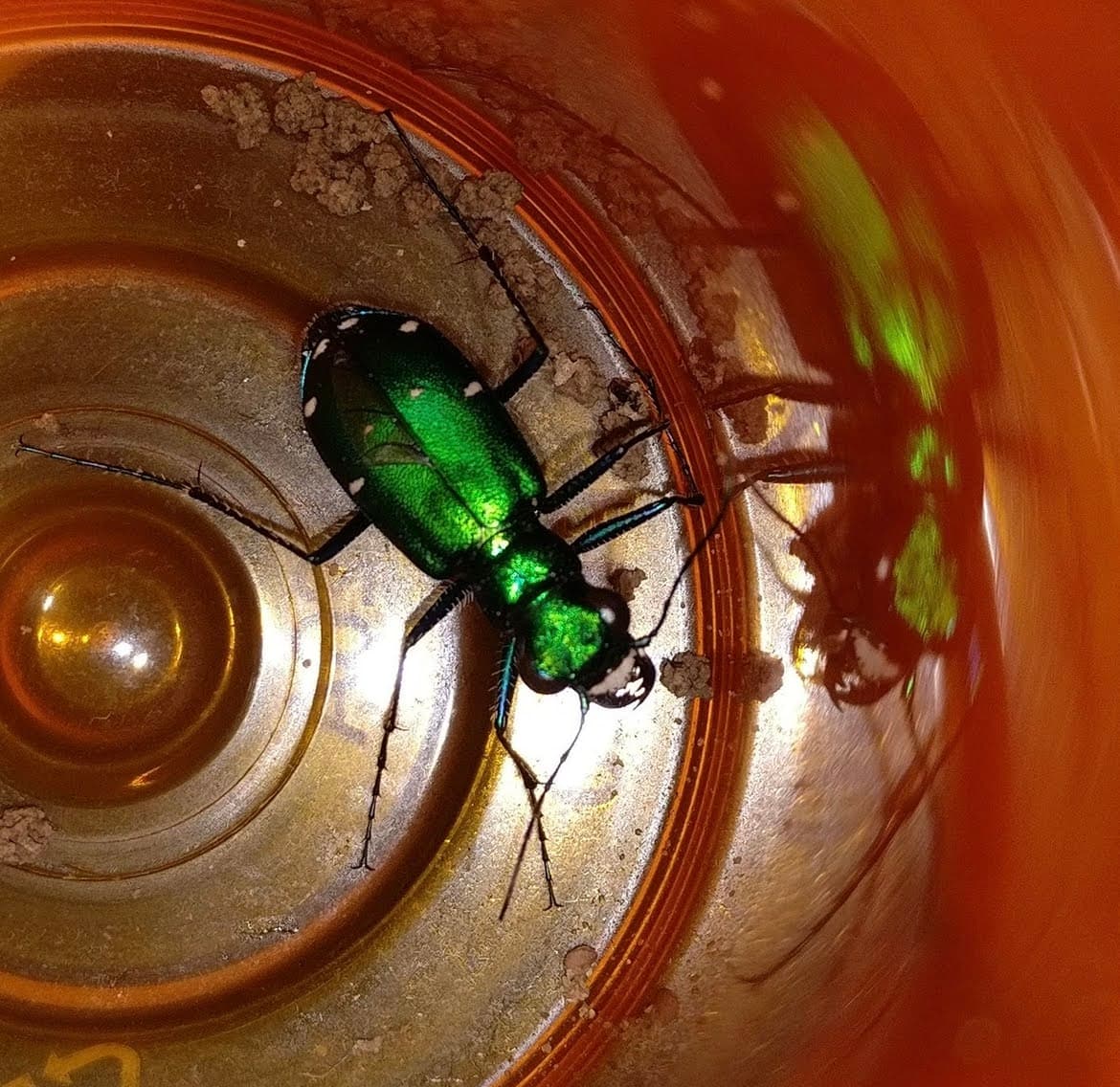A metallic green tiger beetle at the bottom of an orange plastic jar.