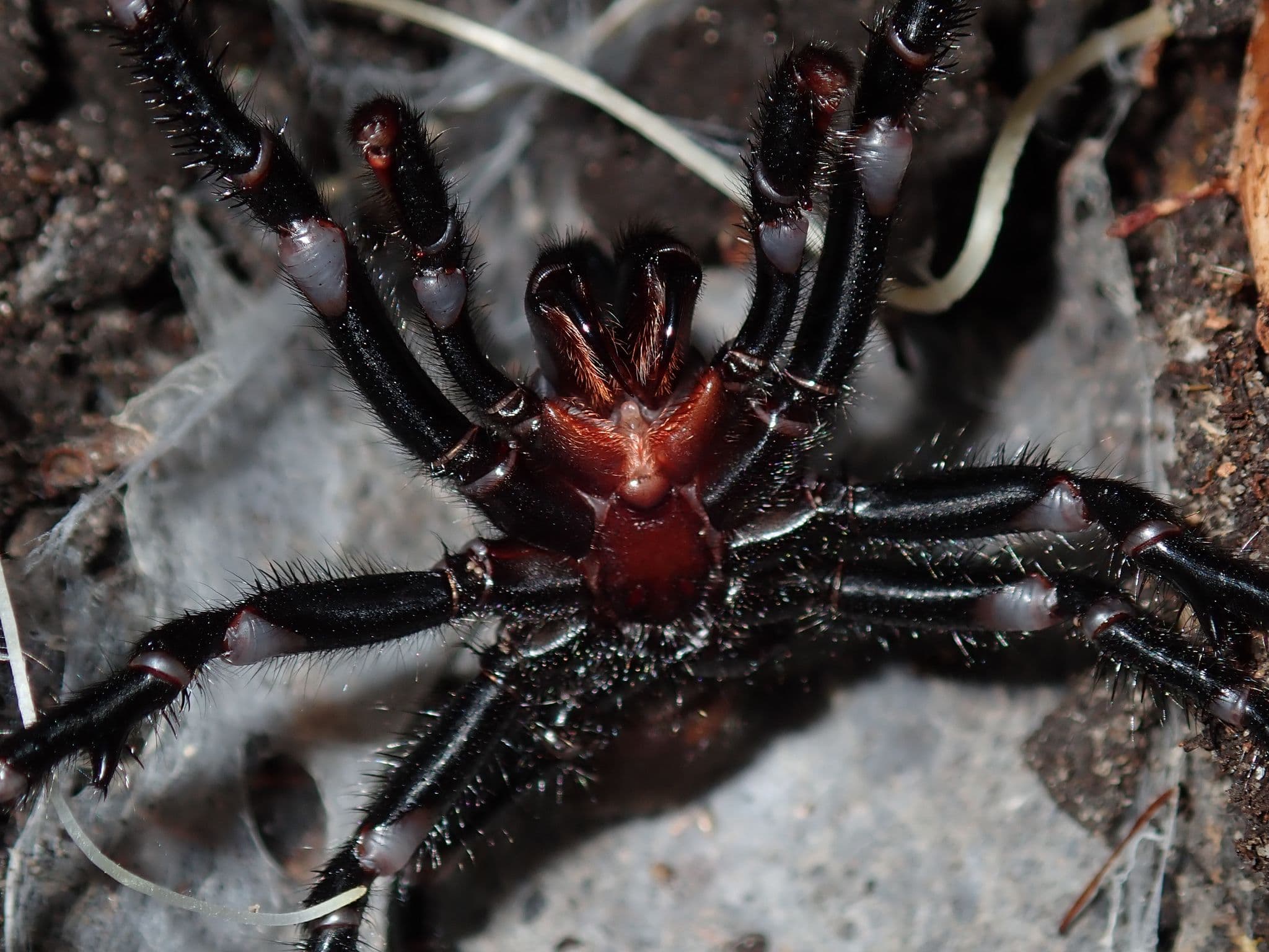 Sydney Funnel-web (Atrax robustus)