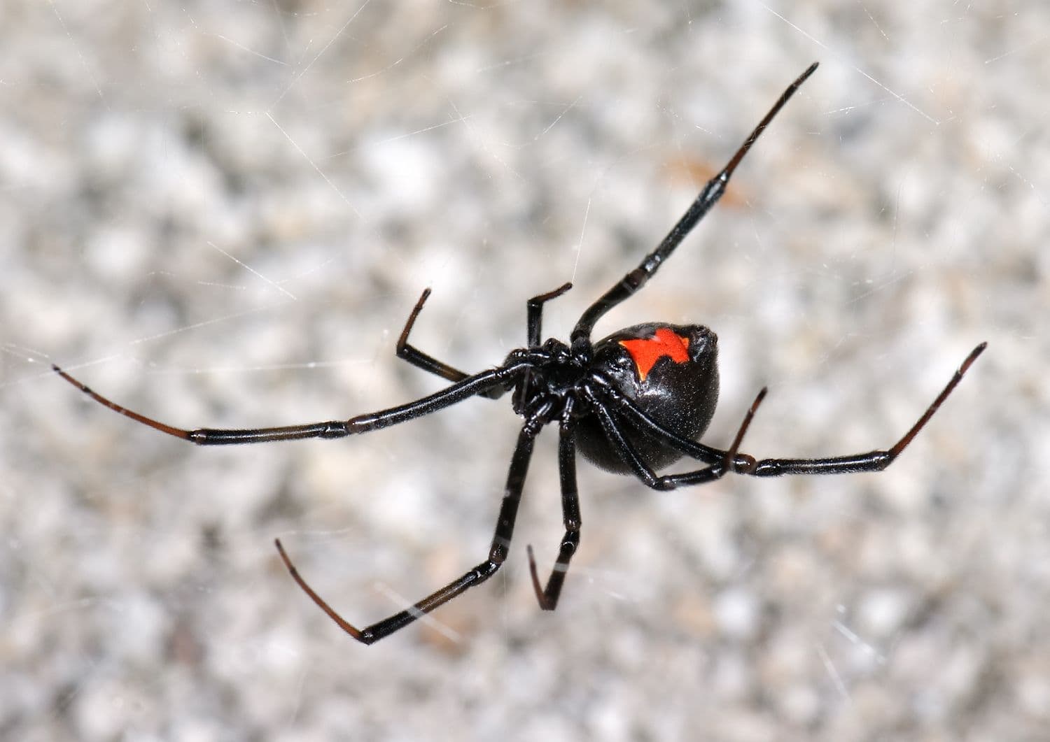 Female Western Black Widow (Latrodectus hesperus)