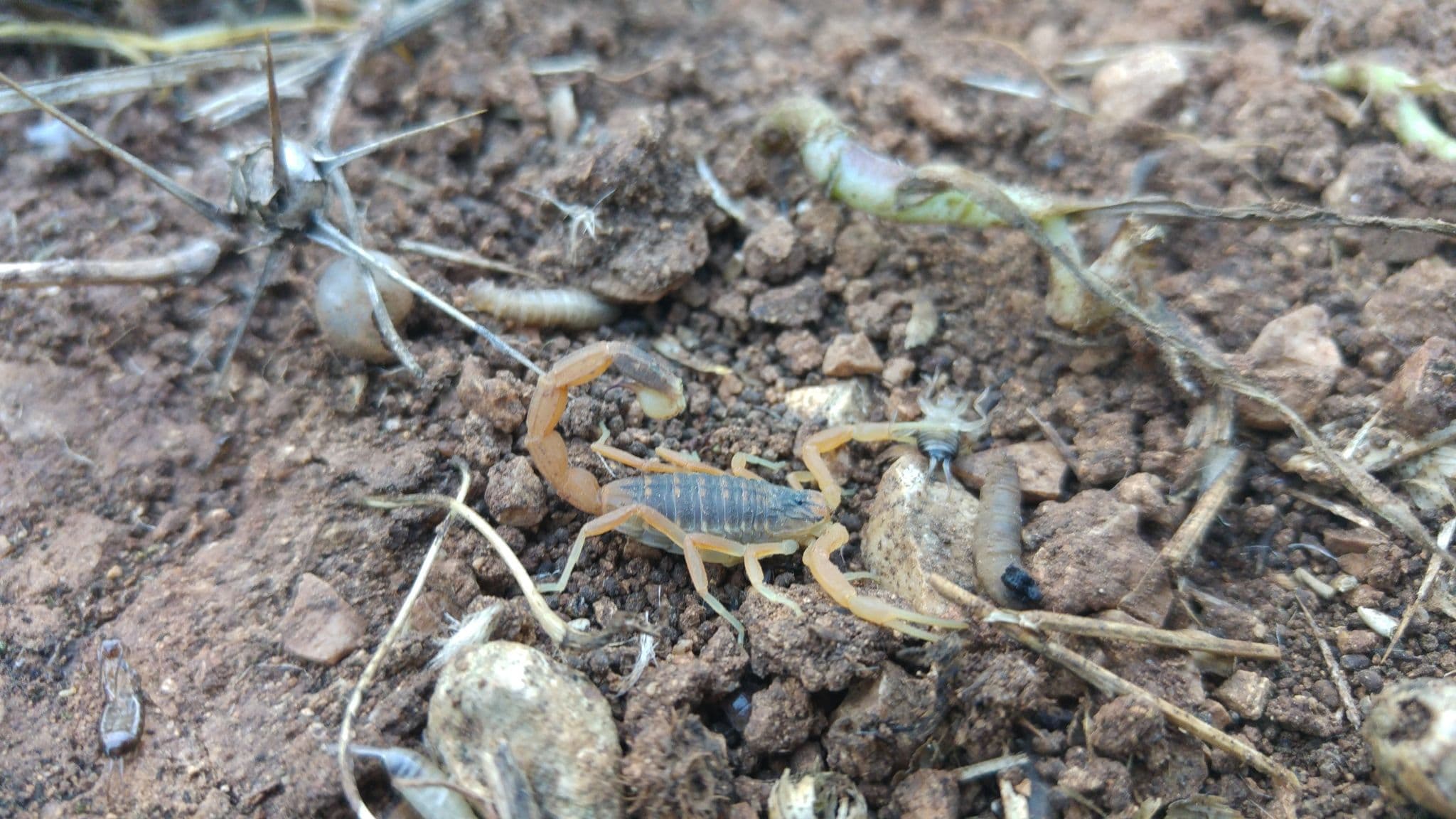 Deathstalker scorpion (Leiurus hebraeus)