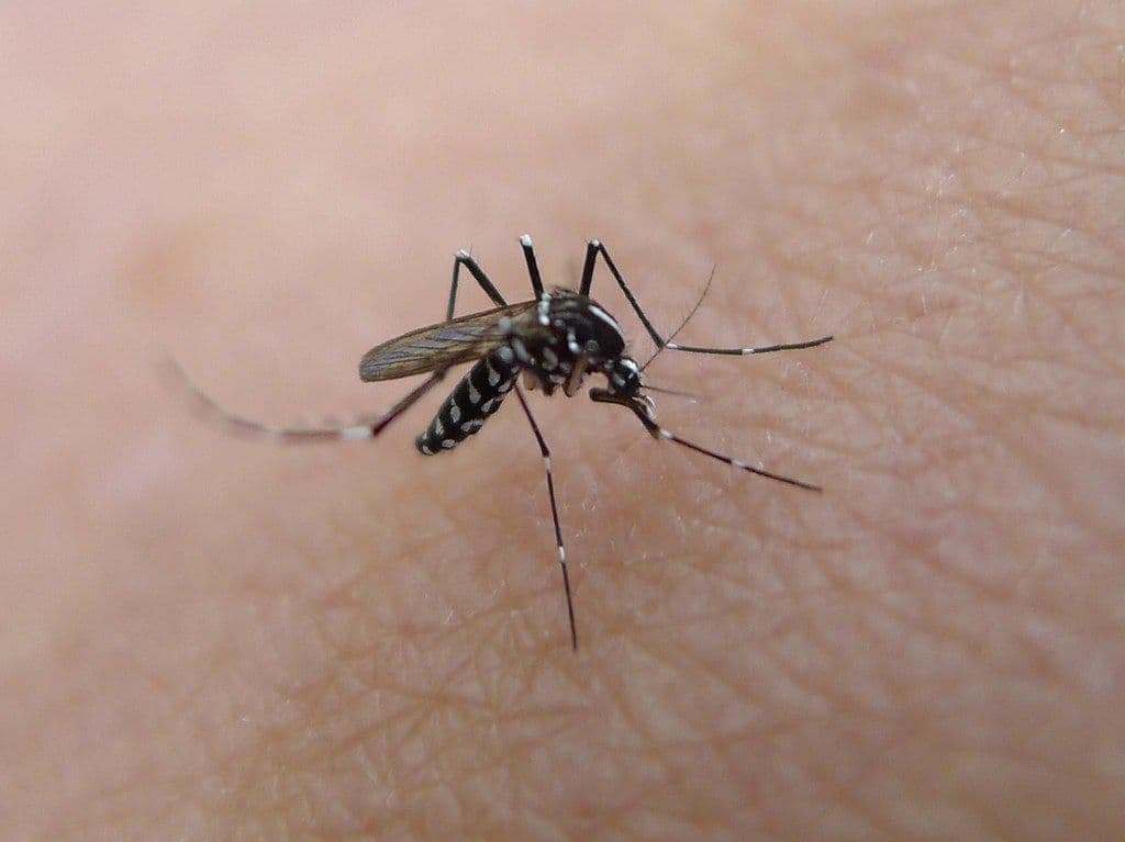 A close-up of a mosquito biting a person