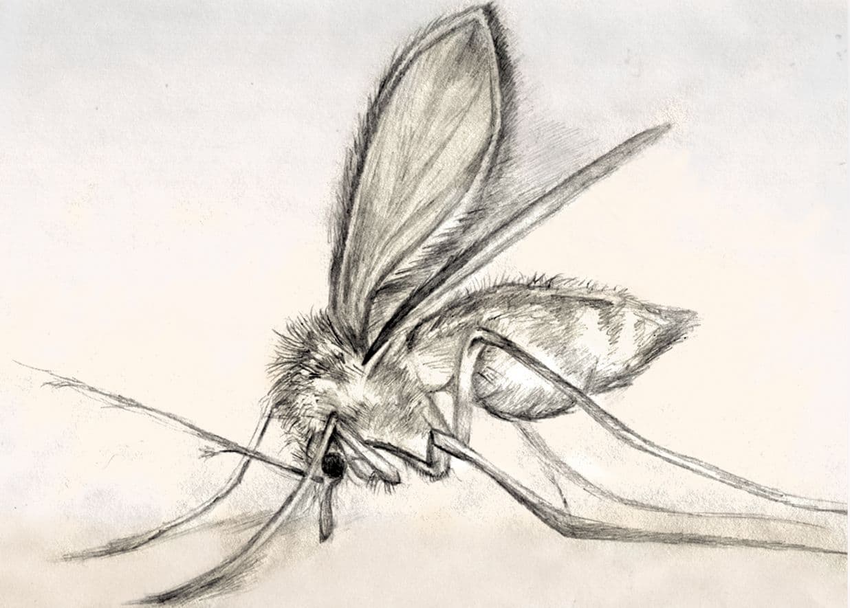 Sketch of a sand fly, which is capable of transmitting the parasites that cause leishmaniasis