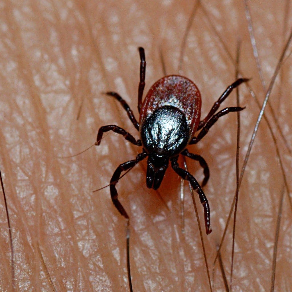Close-up of a soft tick on a person