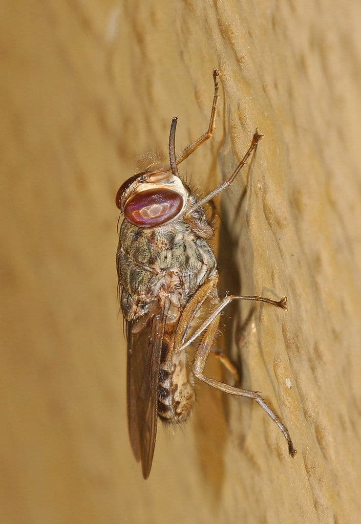 Tsetse Fly - Glossina species, Gorongosa National Park, Mozambique