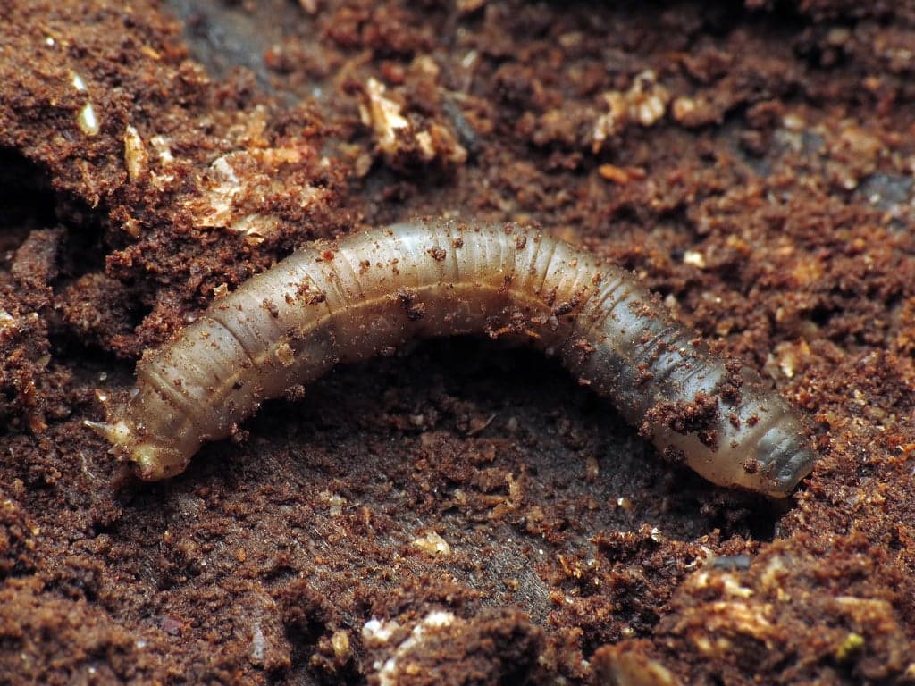 Crane fly larva (leatherjacket)