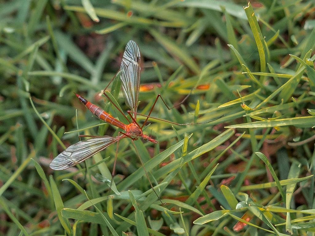A crane fly (Tipula sp.)