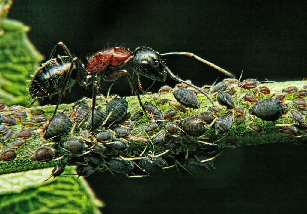 An ant tending to aphids