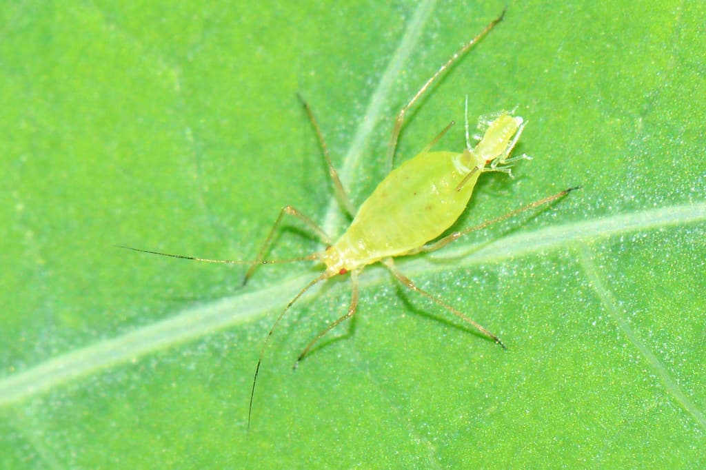Aphid giving birth