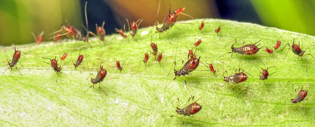 A group of grazing aphids
