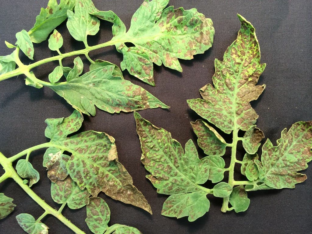 Tomato leaves showing Potyvirus infection
