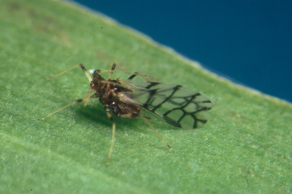 Aphids: Tiny Pests, Weird Lives, and a Bigger Ecological Story