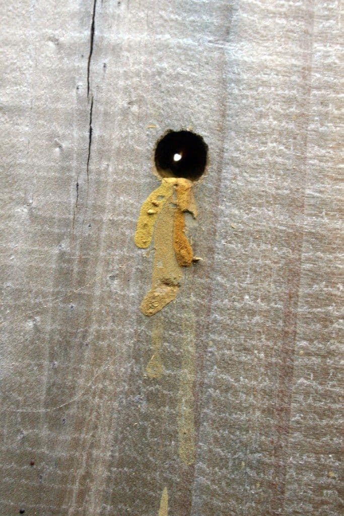 Carpenter bee hole in wood with yellow sawdust buildup underneath