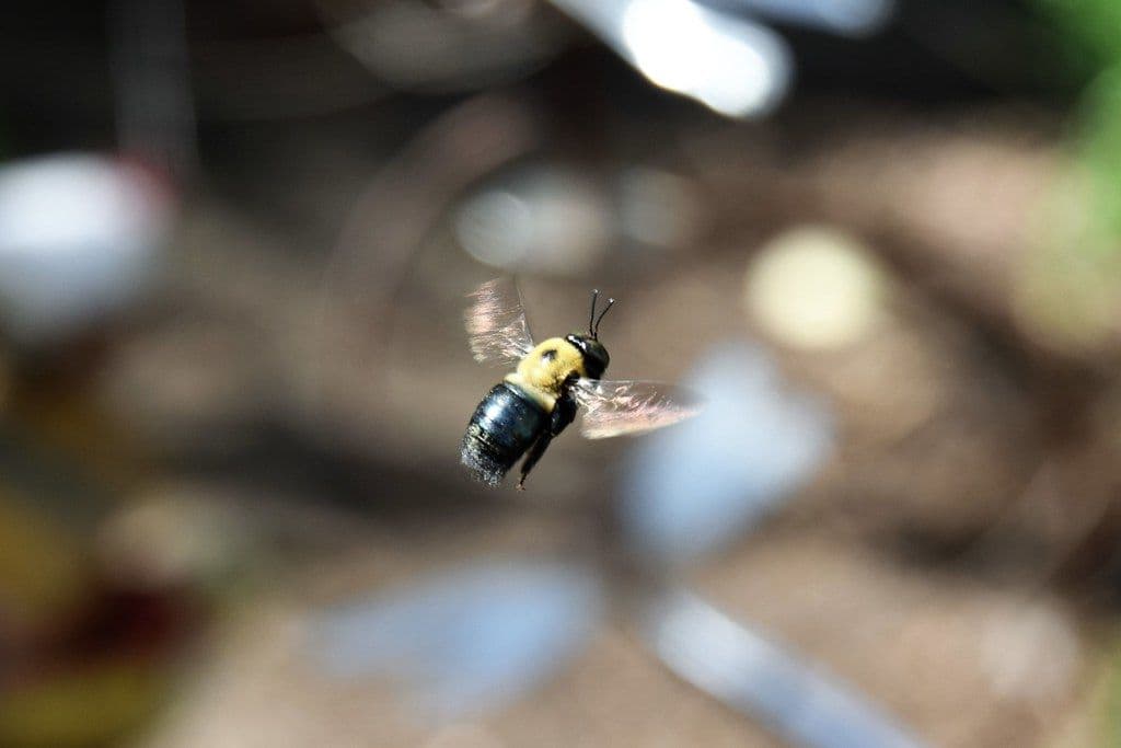 Carpenter bee in flight