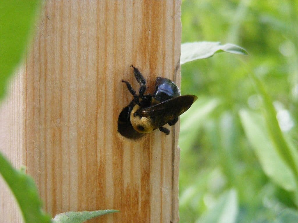Carpenter bee at it's circular nest entrance in a wooden pole.