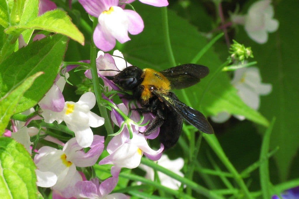 Japanese carpenter bee / 熊蜂(クマバチ) on a flower
