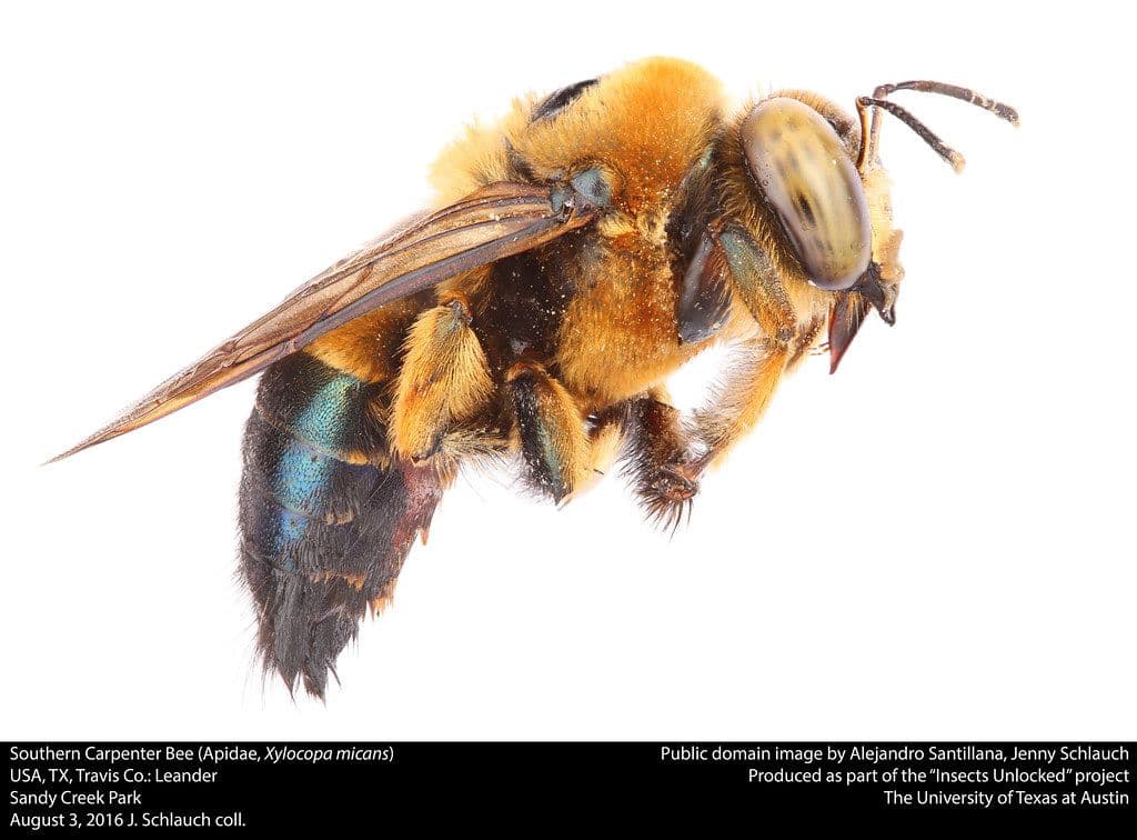 Why Carpenter Bees Seem Aggressive in Spring