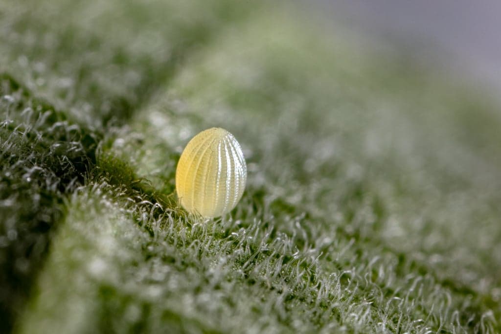A monarch butterfly egg on a milkweed leaf