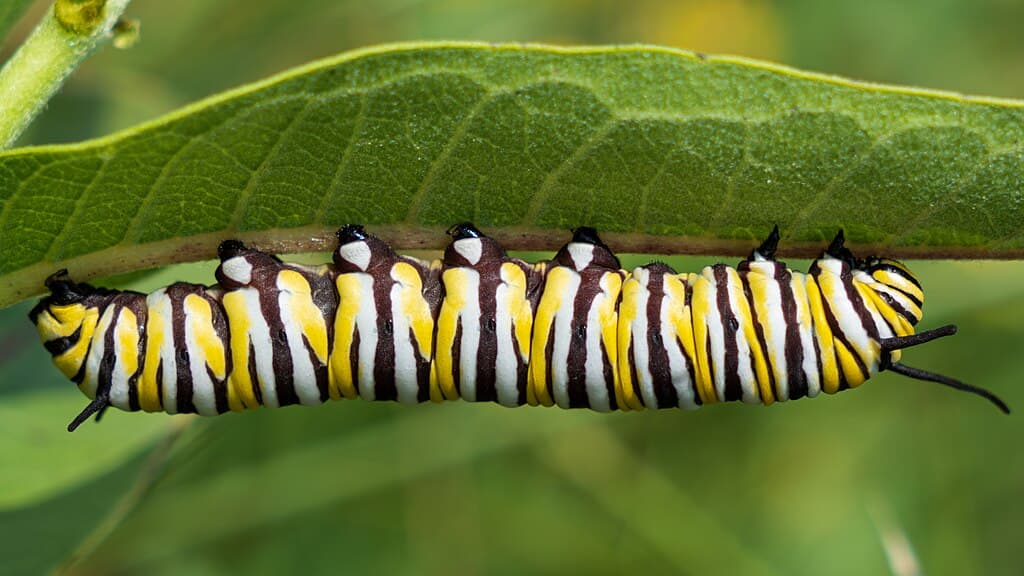 A black, white, and yellow striped monarch butterfly caterpillar.