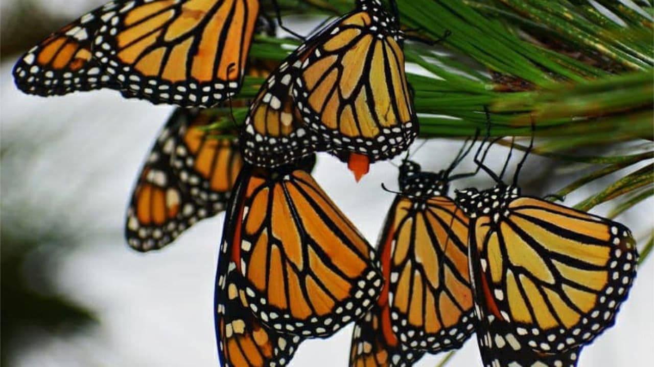 Monarch Butterflies and their extraordinary migration