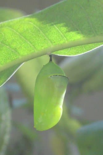 A green monarch butterfly chrysalis hanging from a leaf.
