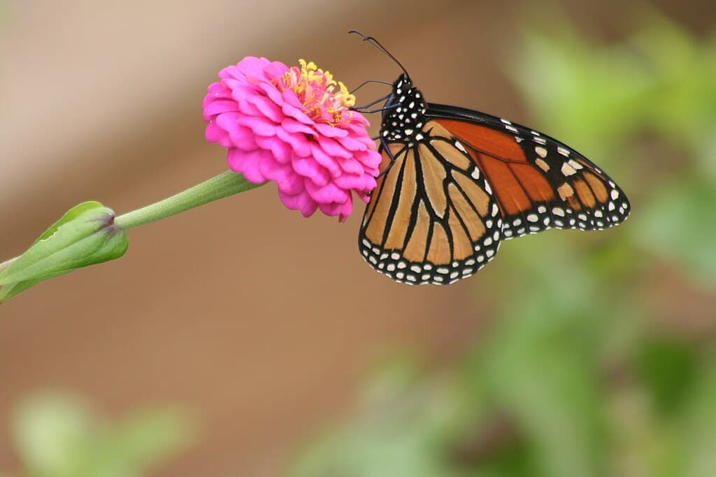 A monarch butterfly on a pink zinnia flower.