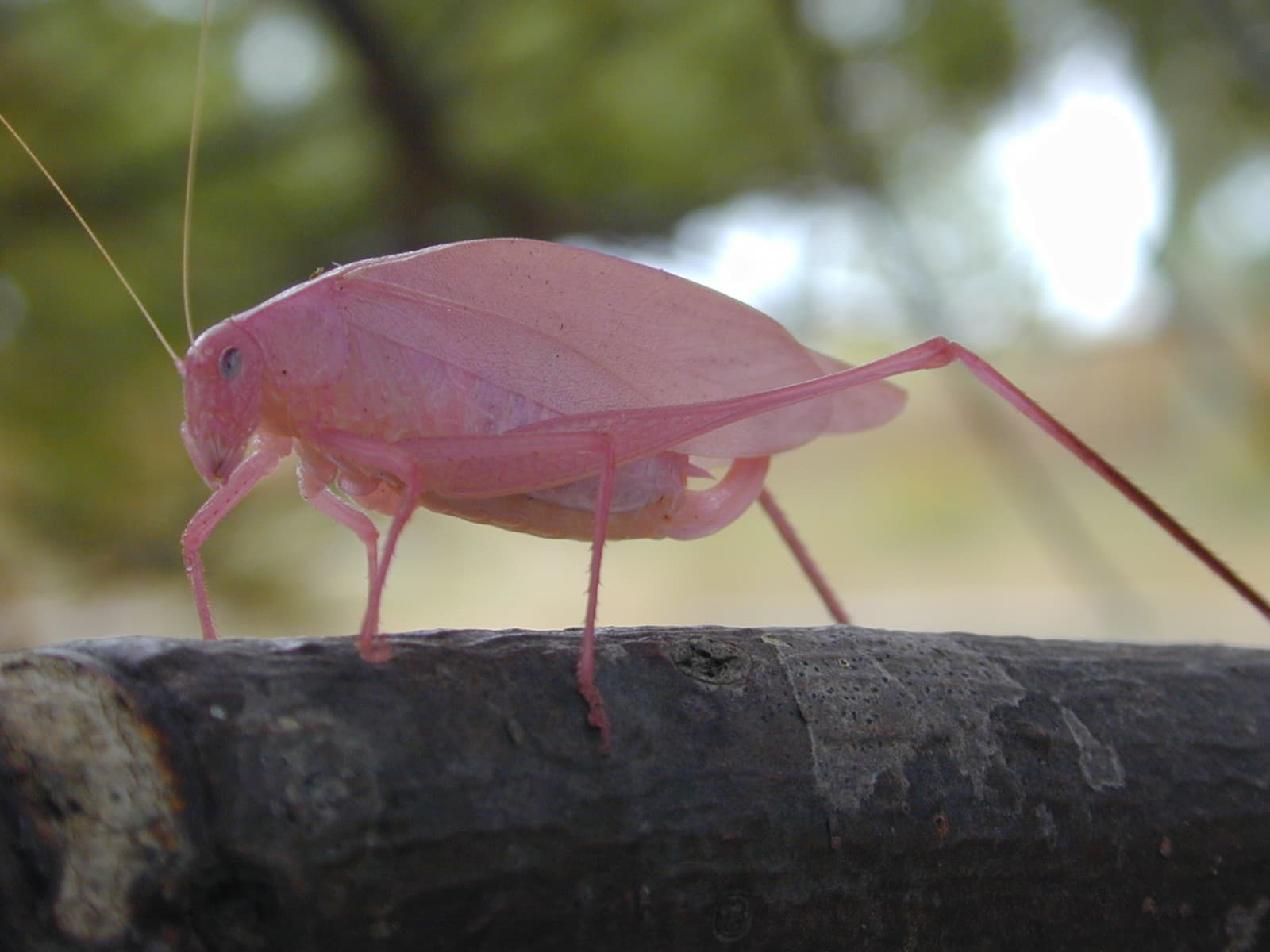 A pink katydid standing on a branch.