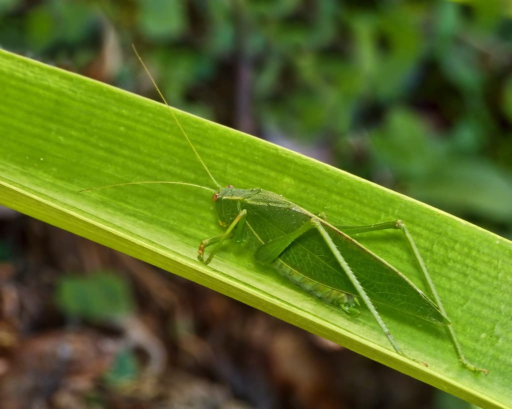 A well-camouflaged, green katydid resting on a green plant.