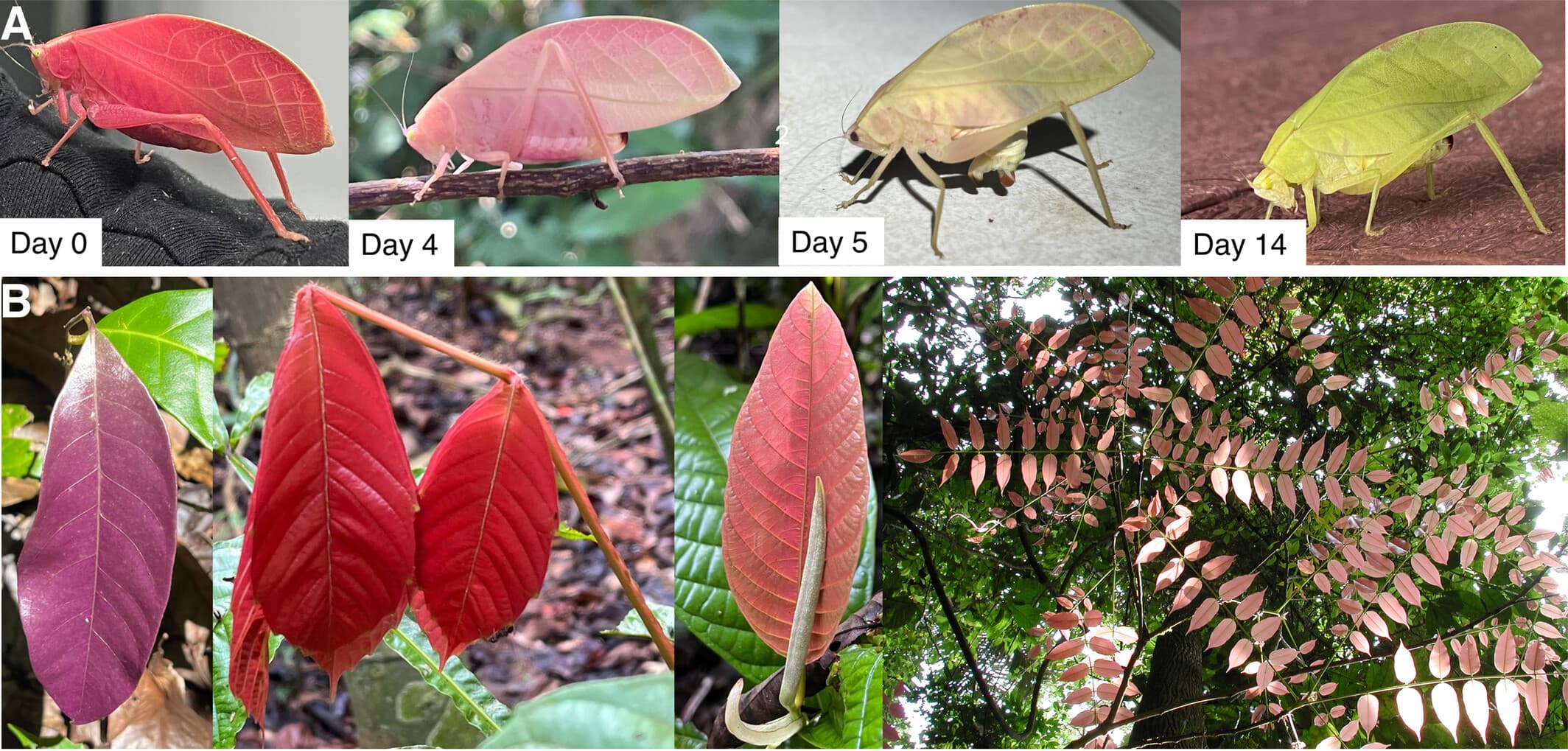 A figure depicting the pink to green color change of the katydid Arota festae over the course of 14 days. There is an additional panel showcasing some of the pink foliage found in the katydid's environment.
