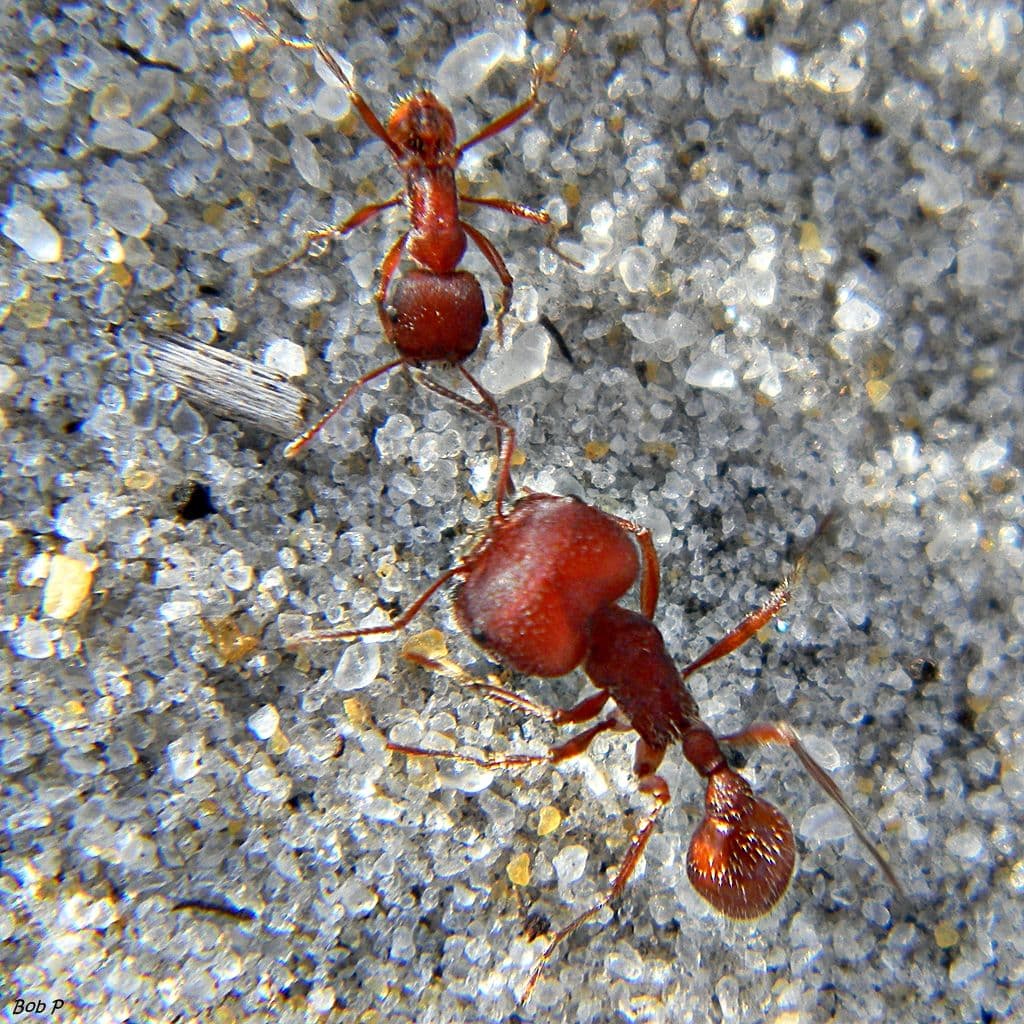 Two ants by each other