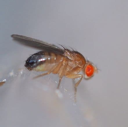 Drosophila melanogaster