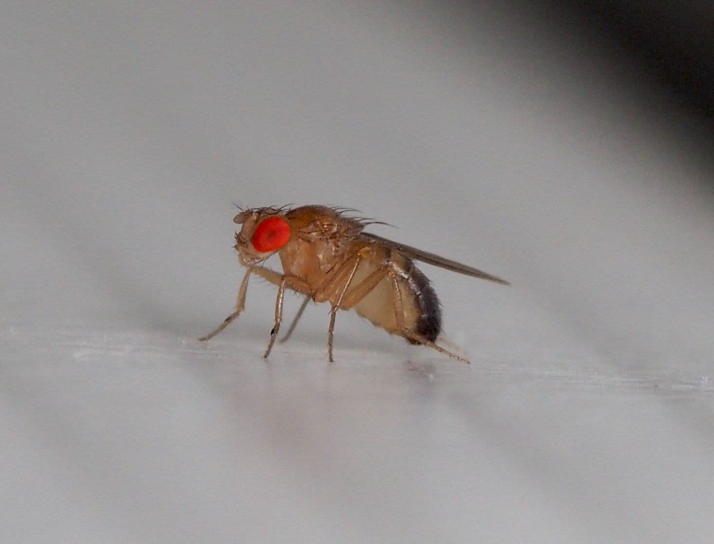 Drosophila melanogaster