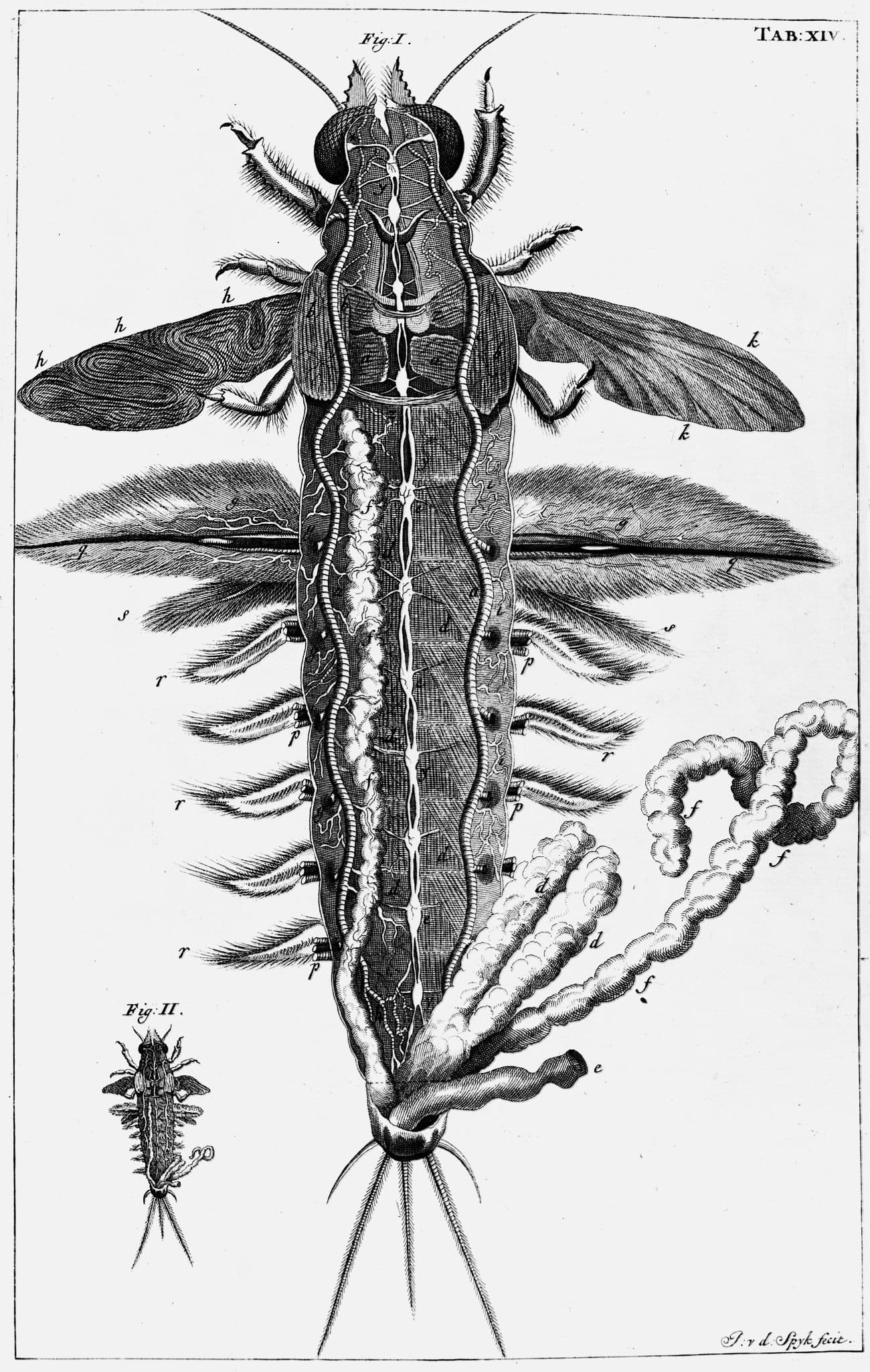 Dissection of the may-fly larva Wellcome M0010768