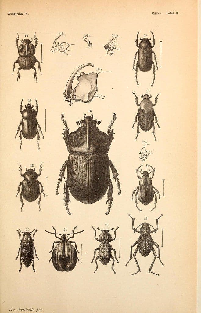 Vintage illustrations of various beetles