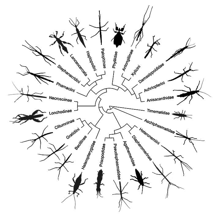 Phylogeny of Stick Insects - Phasmatodea