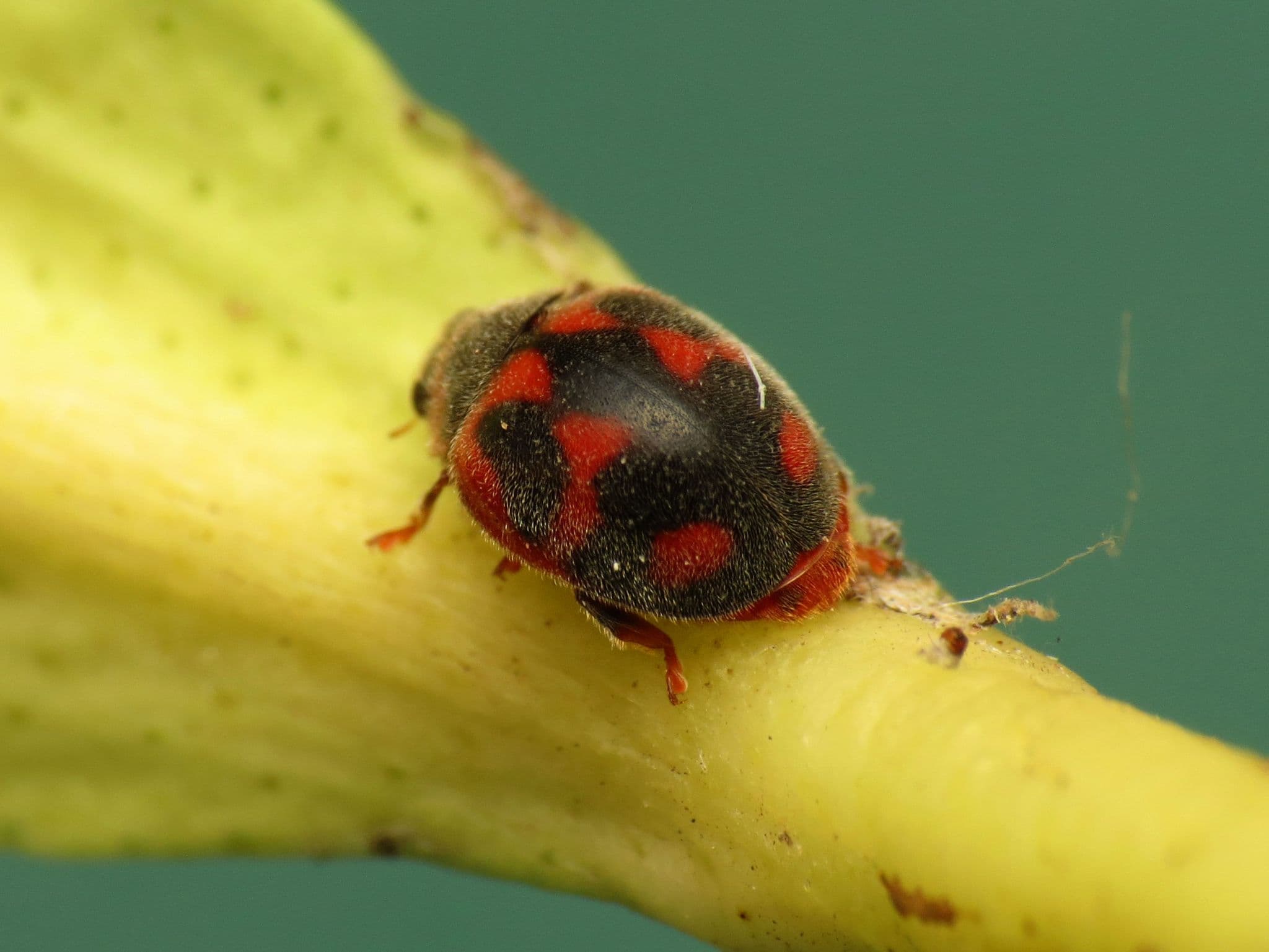Vedalia Beetle