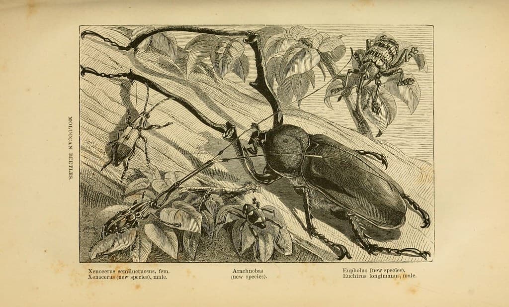 A Brief History of Entomology